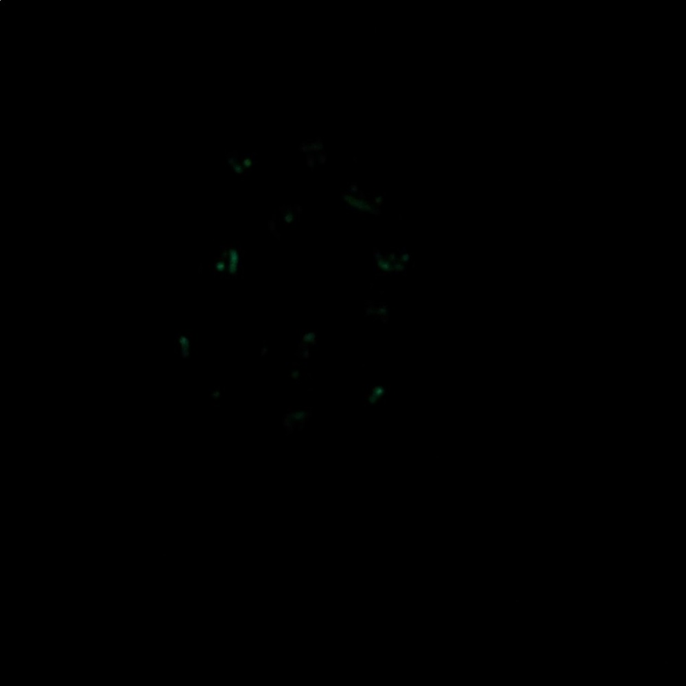 Handmade glow in the dark pumpkin scrunchie! - Picture 2 of 2